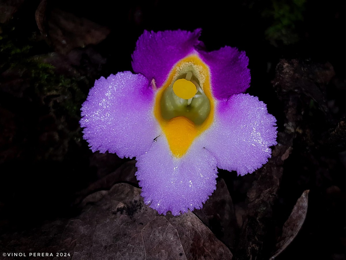 Christisonia tricolor Gardner